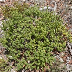 Melichrus urceolatus at Mount Dowling Nature Reserve - 19 Feb 2024