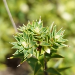 Melichrus urceolatus at Mount Dowling Nature Reserve - 19 Feb 2024