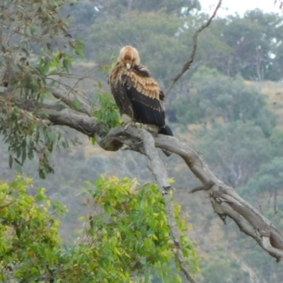 Aquila audax (Wedge-tailed Eagle) at Symonston, ACT - 5 Apr 2024 by CallumBraeRuralProperty