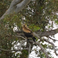 Aquila audax at Symonston, ACT - suppressed