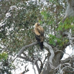 Aquila audax at Symonston, ACT - 5 Apr 2024