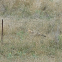 Aquila audax at Symonston, ACT - suppressed