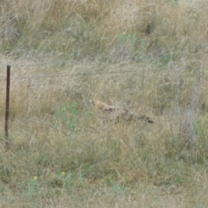 Aquila audax at Symonston, ACT - suppressed