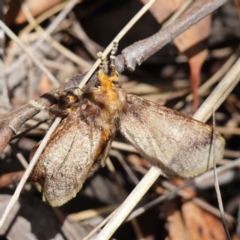 Doratifera oxleyi (Painted Cup Moth) at Mount Dowling Nature Reserve - 19 Feb 2024 by RobG1