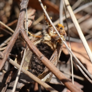 Doratifera oxleyi at Mount Dowling Nature Reserve - 19 Feb 2024