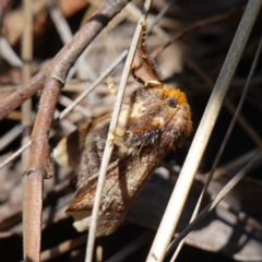 Doratifera oxleyi at Mount Dowling Nature Reserve - suppressed