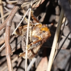 Doratifera oxleyi at Mount Dowling Nature Reserve - suppressed