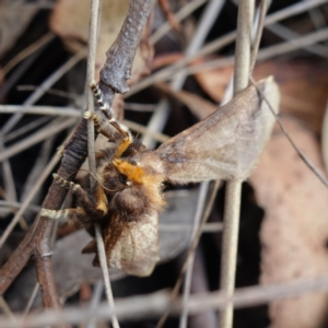 Doratifera oxleyi at Mount Dowling Nature Reserve - suppressed