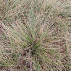 Nassella neesiana (Chilean Needlegrass) at Symonston, ACT - 5 Apr 2024 by CallumBraeRuralProperty