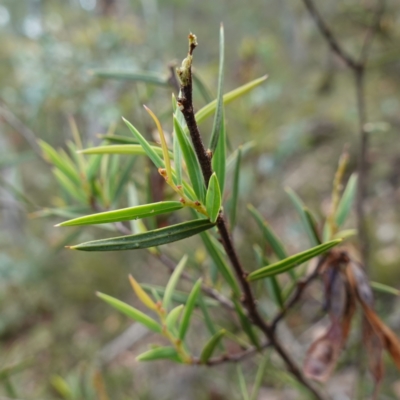 Acacia siculiformis (Dagger Wattle) at Jerangle, NSW - 19 Feb 2024 by RobG1