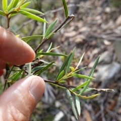 Acacia siculiformis at Jerangle, NSW - suppressed