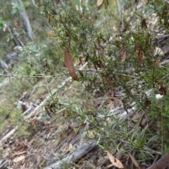 Acacia siculiformis at Jerangle, NSW - suppressed