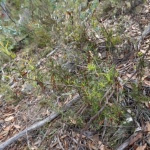 Acacia siculiformis at Jerangle, NSW - suppressed