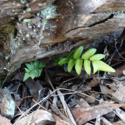 Pellaea calidirupium (Hot Rock Fern) at Jerangle, NSW - 19 Feb 2024 by RobG1