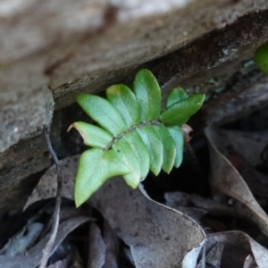 Pellaea calidirupium at Jerangle, NSW - suppressed