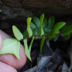 Pellaea calidirupium at Jerangle, NSW - 19 Feb 2024