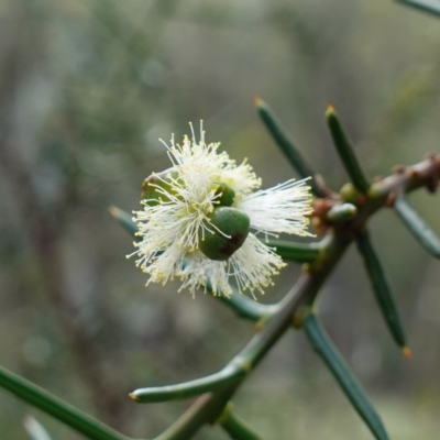 Acacia genistifolia (Early Wattle) at Jerangle, NSW - 19 Feb 2024 by RobG1