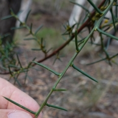 Acacia genistifolia at Jerangle, NSW - 19 Feb 2024