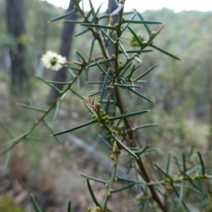 Acacia genistifolia at Jerangle, NSW - 19 Feb 2024