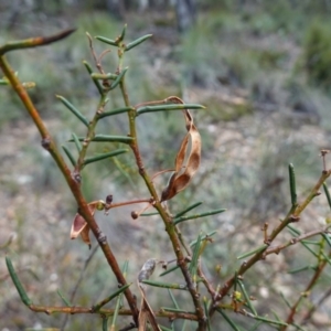 Acacia genistifolia at Jerangle, NSW - 19 Feb 2024