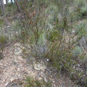Acacia genistifolia at Jerangle, NSW - 19 Feb 2024
