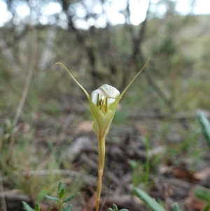 Diplodium reflexum at Jerangle, NSW - 19 Feb 2024