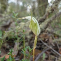 Diplodium reflexum at Jerangle, NSW - 19 Feb 2024