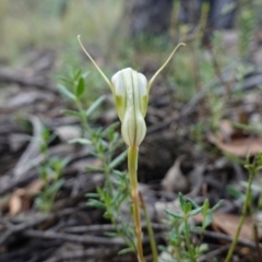 Diplodium reflexum at Jerangle, NSW - 19 Feb 2024