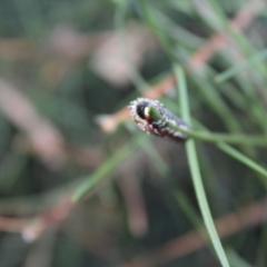 Unidentified Sawfly (Hymenoptera, Symphyta) at Kaleen, ACT - 25 Mar 2024 by maura