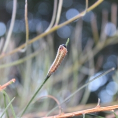 Pterygophorinae (subfamily) at Kaleen, ACT - suppressed