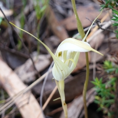 Diplodium reflexum (Dainty Greenhood) at Jerangle, NSW - 19 Feb 2024 by RobG1