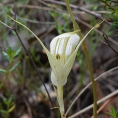 Diplodium reflexum at Jerangle, NSW - 19 Feb 2024