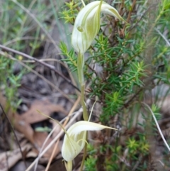 Diplodium reflexum at Jerangle, NSW - 19 Feb 2024