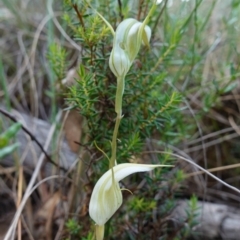 Diplodium reflexum at Jerangle, NSW - suppressed