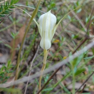 Diplodium reflexum at Jerangle, NSW - suppressed