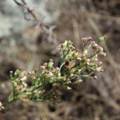 Hippodamia variegata (Spotted Amber Ladybird) at Lawson, ACT - 26 Mar 2024 by maura