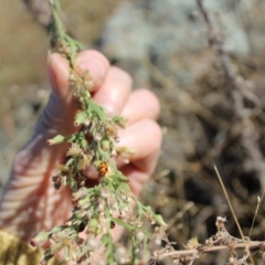 Hippodamia variegata at Lawson Grasslands (LWG) - 26 Mar 2024