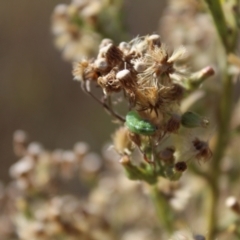 Hippodamia variegata at Lawson Grasslands (LWG) - 26 Mar 2024