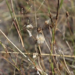 Culladia cuneiferellus at Lawson Grasslands (LWG) - 26 Mar 2024