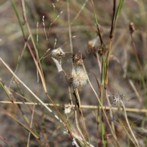 Culladia cuneiferellus at Lawson Grasslands (LWG) - 26 Mar 2024 10:44 AM