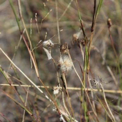 Culladia cuneiferellus (Crambinae moth) at Lawson Grasslands (LWG) - 26 Mar 2024 by maura