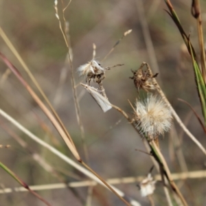 Culladia cuneiferellus at Lawson Grasslands (LWG) - 26 Mar 2024