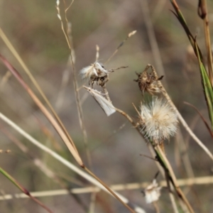 Culladia cuneiferellus at Lawson Grasslands (LWG) - 26 Mar 2024 10:44 AM