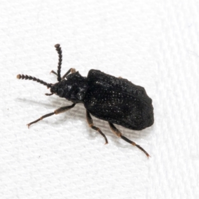 Ganyme sapphira (A Ulodidae beetle) at Cradle Mountain, TAS - 13 Feb 2024 by AlisonMilton