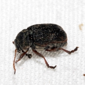 Cadmus sp. (genus) at Cradle Mountain, TAS - 14 Feb 2024