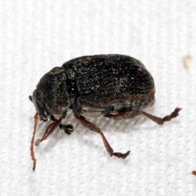 Cadmus sp. (genus) (Unidentified Cadmus leaf beetle) at Cradle Mountain, TAS - 13 Feb 2024 by AlisonMilton