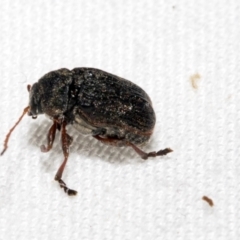 Cadmus sp. (genus) at Cradle Mountain, TAS - 14 Feb 2024 06:02 AM