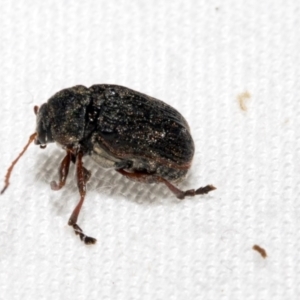 Cadmus sp. (genus) at Cradle Mountain, TAS - 14 Feb 2024 06:02 AM