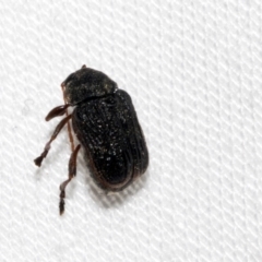 Cadmus sp. (genus) at Cradle Mountain, TAS - 14 Feb 2024 06:02 AM