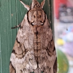 Psilogramma (genus) (A Psilogramma moth) at Lake Haven, NSW - 5 Apr 2024 by LouF